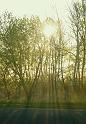 Morning Aspens